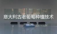 意大利古老葡萄種植技術成為世界文化遺產