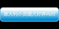 意大利小靈緹犬好養嗎對主人忠誠嗎，小靈緹禁養嗎優缺點?