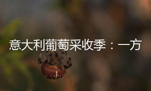 意大利葡萄采收季：一方艷陽天，一方陰雨地