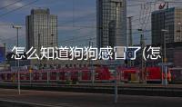 怎么知道狗狗感冒了(怎么避免感冒傳染)