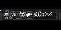 怎么知道貓咪發(fā)燒(怎么鑒別發(fā)燒的原因)