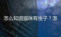 怎么知道貓咪有蟲子？怎么知道貓咪身上有沒有蟲