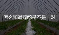 怎么知道鸚鵡是不是一對(duì)(怎么判斷是不是鸚鵡)