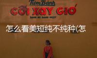 怎么看美短純不純種(怎么看美短的年齡)
