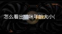 怎么看出貓咪年齡大小(從哪里看出貓咪的年齡)
