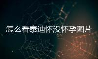 怎么看泰迪懷沒懷孕圖片？怎樣看泰迪有沒有懷孕