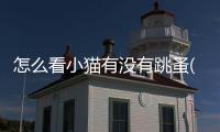 怎么看小貓有沒有跳蚤(怎么看小貓健康不健康)