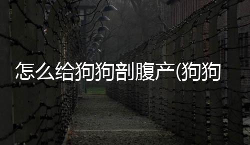 怎么給狗狗剖腹產(狗狗剖腹產的死亡幾率)