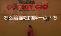 怎么給貓吃的胖一點？怎么給貓喂胖
