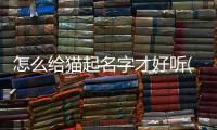 怎么給貓起名字才好聽(幫貓取名字好聽洋氣)