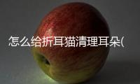 怎么給折耳貓清理耳朵(怎么處理折耳貓)