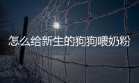 怎么給新生的狗狗喂奶粉？怎么喂剛出生的狗喝奶