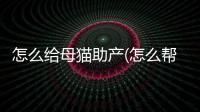 怎么給母貓助產(chǎn)(怎么幫貓助產(chǎn))