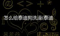 怎么給泰迪狗洗澡(泰迪狗狗生理期能洗澡嗎)