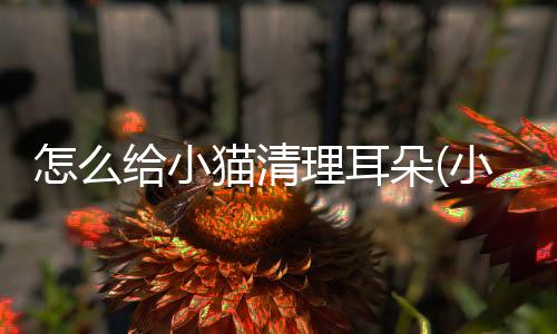 怎么給小貓清理耳朵(小貓清潔耳朵用什么藥)