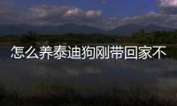 怎么養泰迪狗剛帶回家不叫？泰迪剛到家怎么養