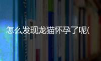 怎么發現龍貓懷孕了呢(怎么發現龍貓懷孕了沒有)