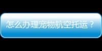 怎么辦理寵物航空托運？ 寵物航空托運