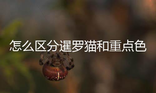 怎么區(qū)分暹羅貓和重點色布偶？怎么區(qū)分暹羅貓的顏色