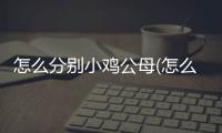 怎么分別小雞公母(怎么分別小貓多大)