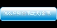 怎么分別金毛幼犬(金毛怎么分別公母)
