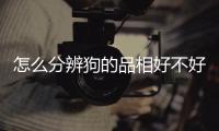 怎么分辨狗的品相好不好(怎么分辨狗的品種)