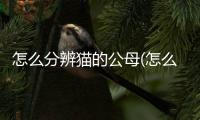 怎么分辨貓的公母(怎么分辨貓?zhí)\)