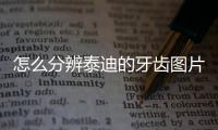 怎么分辨泰迪的牙齒圖片？泰迪怎么看牙齒辨別多大