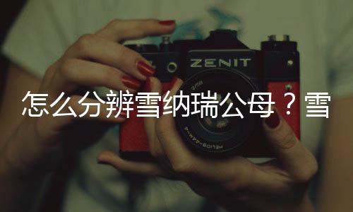 怎么分辨雪納瑞公母？雪納瑞辨別