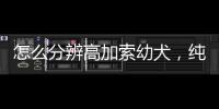 怎么分辨高加索幼犬，純種高加索幼犬辨別方法