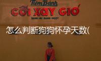 怎么判斷狗狗懷孕天數(狗狗懷孕超了天數了)