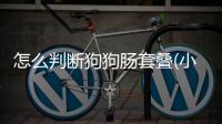 怎么判斷狗狗腸套疊(小狗腸套疊的治療方法)