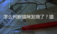 怎么判斷貓咪發燒了？貓的體溫多少度是發燒