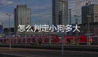 怎么判定小狗多大