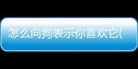 怎么向狗表示你喜歡它(狗用數(shù)字怎么表示)