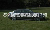 怎么固定狗尿墊視頻？如何固定寵物尿墊