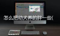 怎么把幼犬養(yǎng)的胖一些(怎么樣養(yǎng)拉布拉多幼犬)