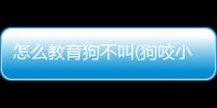 怎么教育狗不叫(狗咬小孩怎么教育)