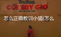 怎么正確教訓小貓(怎么正確的教育小貓)