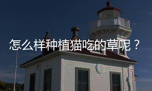 怎么樣種植貓吃的草呢？種植的貓草怎么給貓吃
