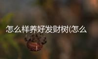 怎么樣養好發財樹(怎么樣養好身體)