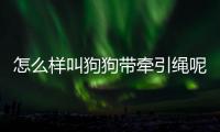 怎么樣叫狗狗帶牽引繩呢？如何讓狗帶牽引繩