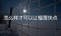 怎么樣才可以讓榴蓮快點熟（怎么讓榴蓮快點熟）