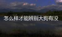 怎么樣才能辨別大狗有沒有奶水呢？怎么判斷大狗有沒有奶