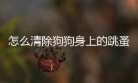 怎么清除狗狗身上的跳蚤(牙結石怎么清除?)