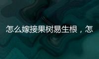 怎么嫁接果樹易生根，怎么嫁接果樹