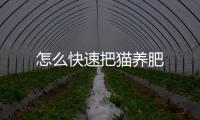 怎么快速把貓養肥