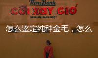 怎么鑒定純種金毛，怎么鑒別純種金毛狗，辨別有什么方法
