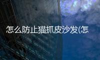 怎么防止貓抓皮沙發(fā)(怎么防止貓掉毛最有效)