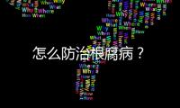 怎么防治根腐??？